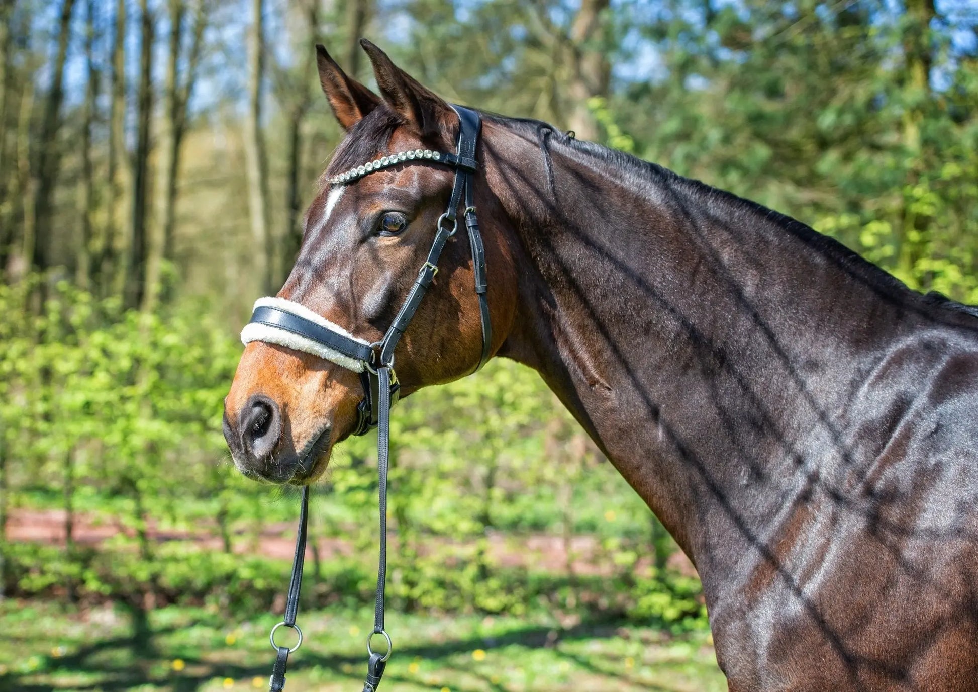 Harmony Bridle - anatomische gebisslose Trense mit Crystal Stirnband ( gebisslose Zäumung Sidepull oder Crossbridle - CR-Harmonyequestrian Schwarz-COB-PONY
