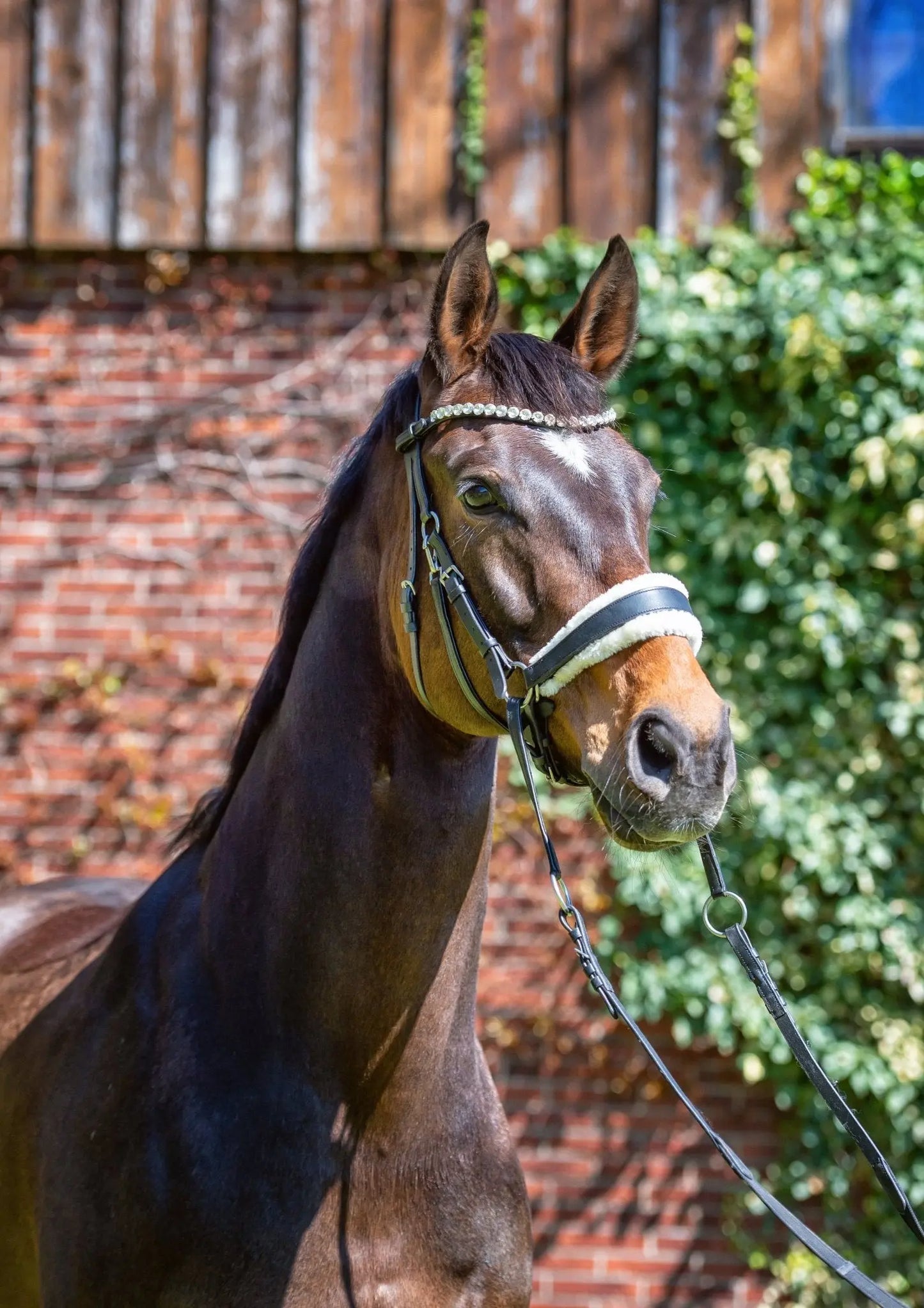 Harmony Bridle - anatomische gebisslose Trense mit Crystal Stirnband ( gebisslose Zäumung Sidepull oder Crossbridle - CR-Harmonyequestrian Schwarz-KB