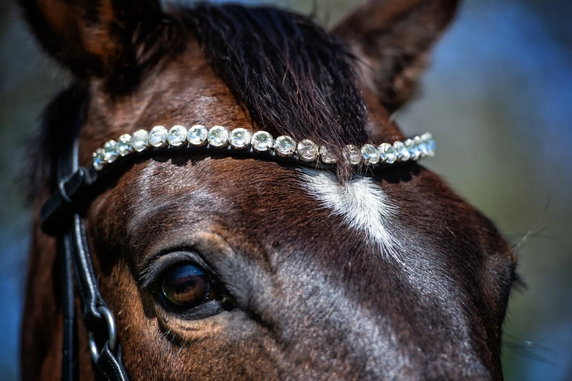 Harmony Bridle - anatomische gebisslose Trense mit Crystal Stirnband ( gebisslose Zäumung Sidepull oder Crossbridle - CR-Harmonyequestrian