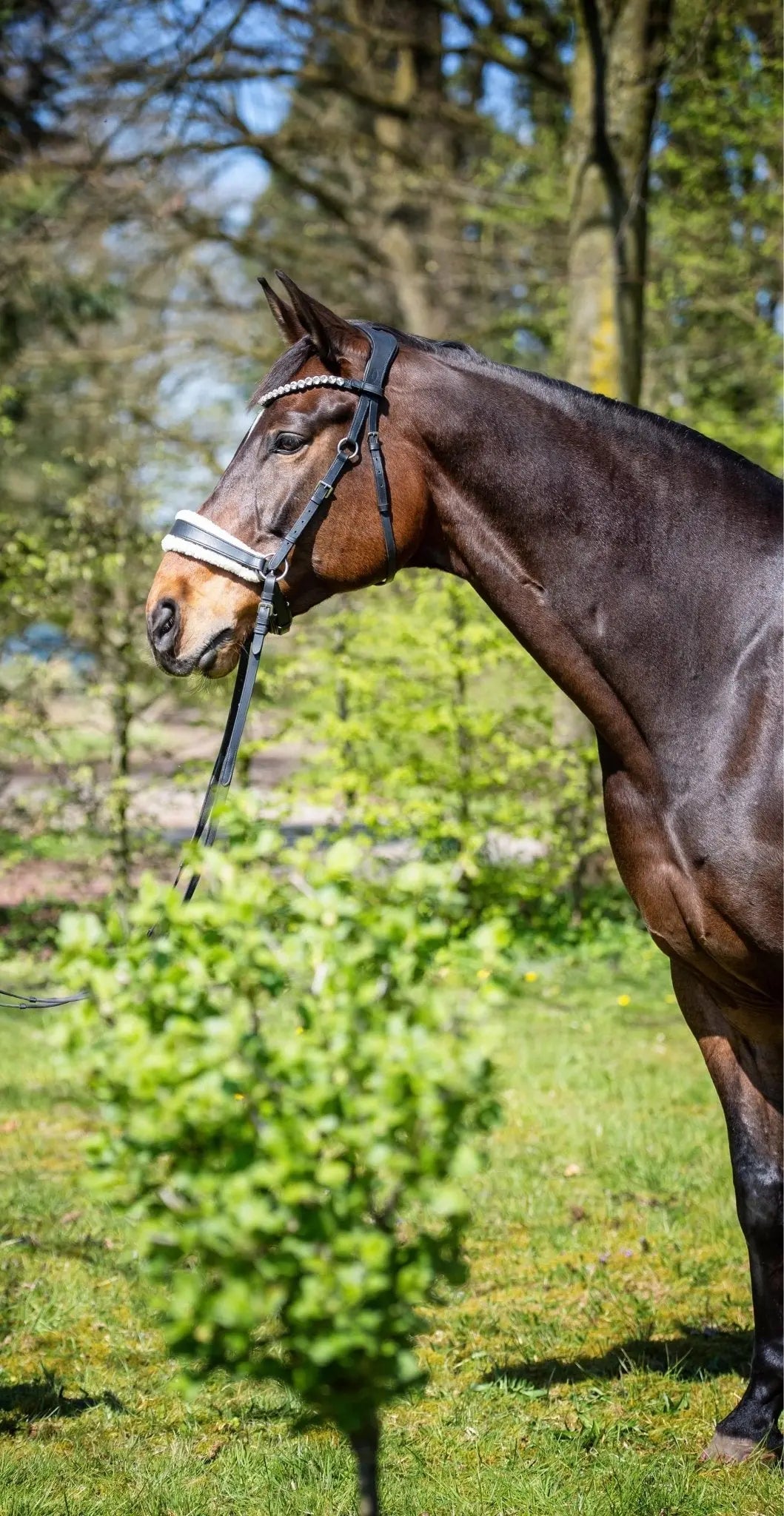 Harmony Bridle - anatomische gebisslose Trense mit Crystal Stirnband ( gebisslose Zäumung Sidepull oder Crossbridle - CR-Harmonyequestrian