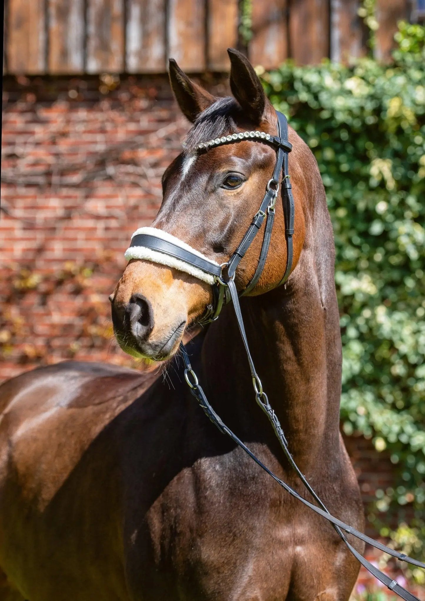 Harmony Bridle - anatomische gebisslose Trense mit Crystal Stirnband ( gebisslose Zäumung Sidepull oder Crossbridle - CR-Harmonyequestrian