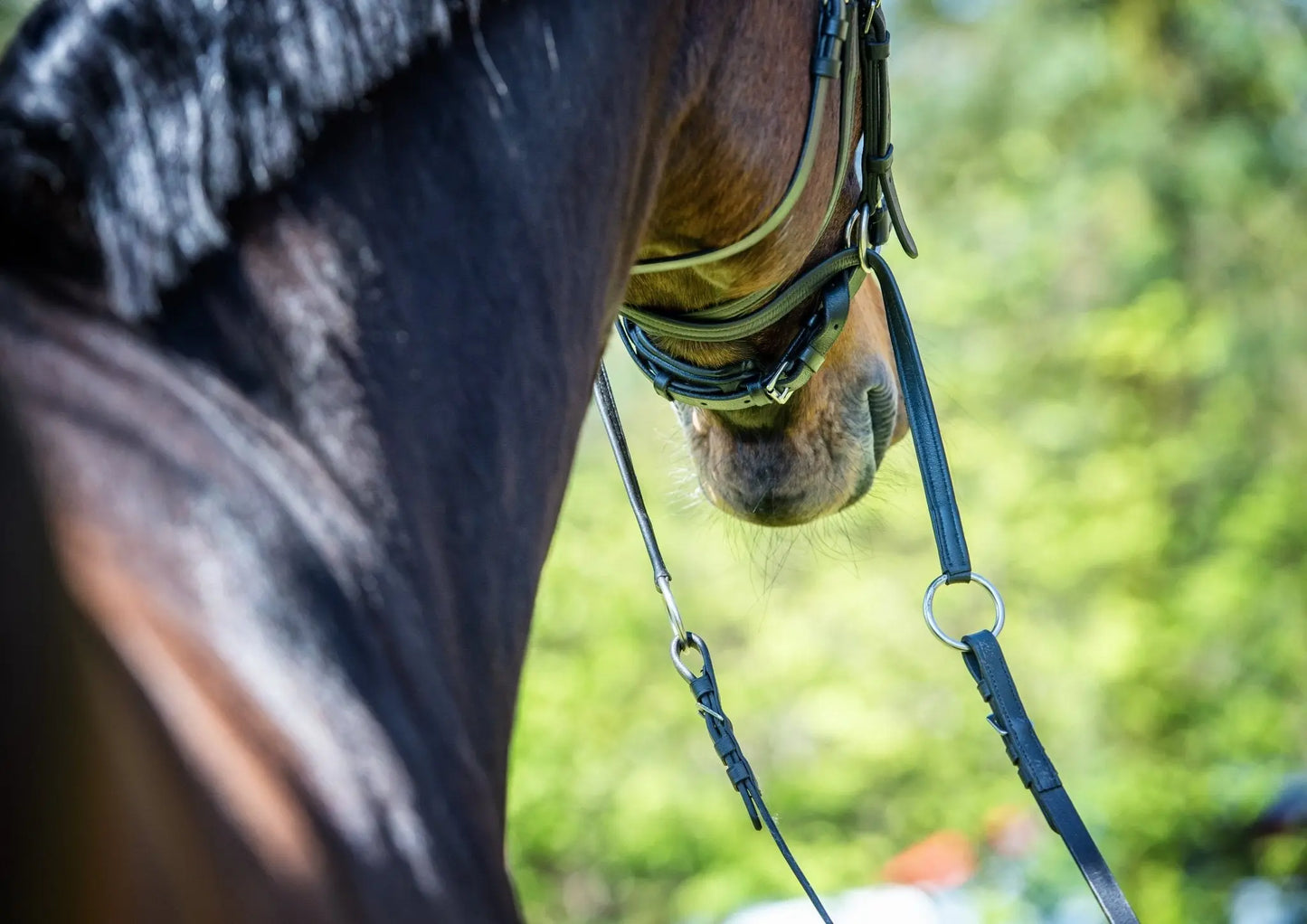 Harmony Bridle - anatomische gebisslose Trense mit Crystal Stirnband ( gebisslose Zäumung Sidepull oder Crossbridle - CR-Harmonyequestrian