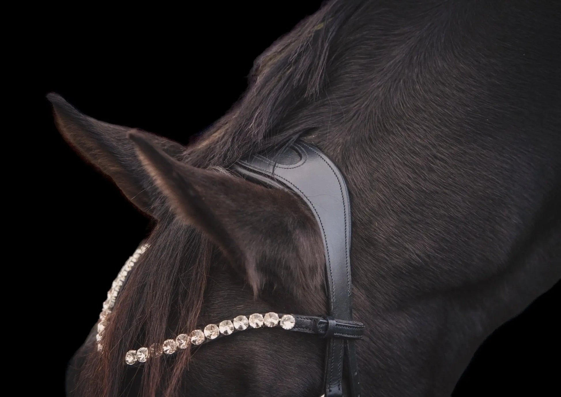 Kandare Magestic - CR-Harmonyequestrian  CR-Harmonyequestrian