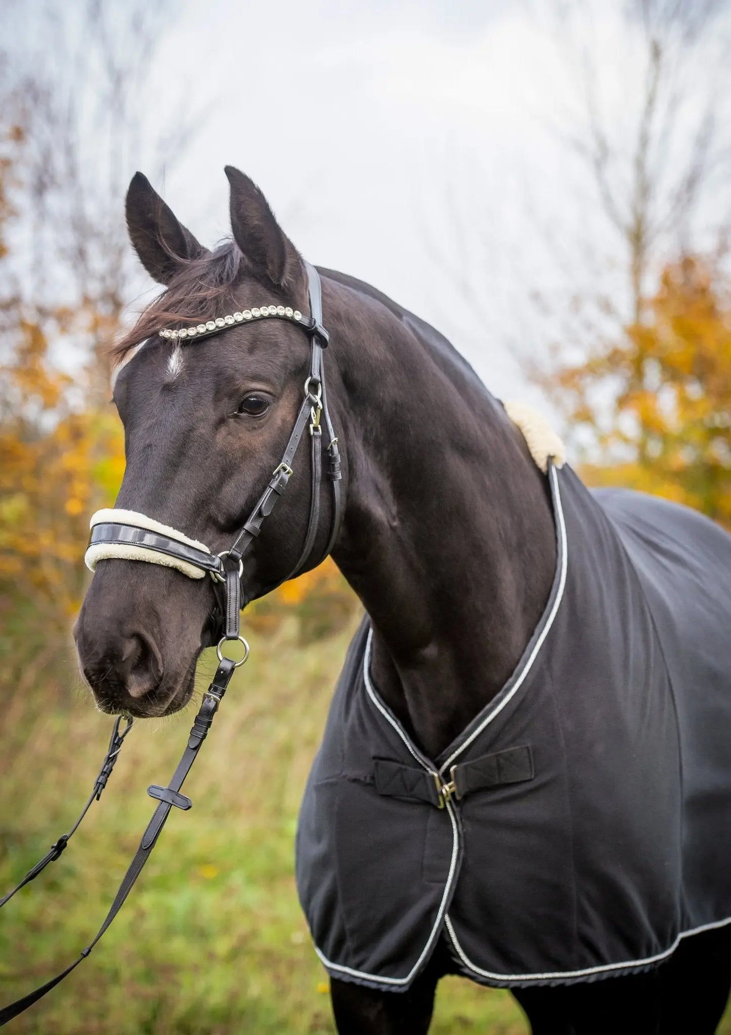 ✨Limited Edition✨ gebisslose Trense in Lack - Glossy Luxury HB Bridle- das gab es so noch nie ! - Gebisslose Trense