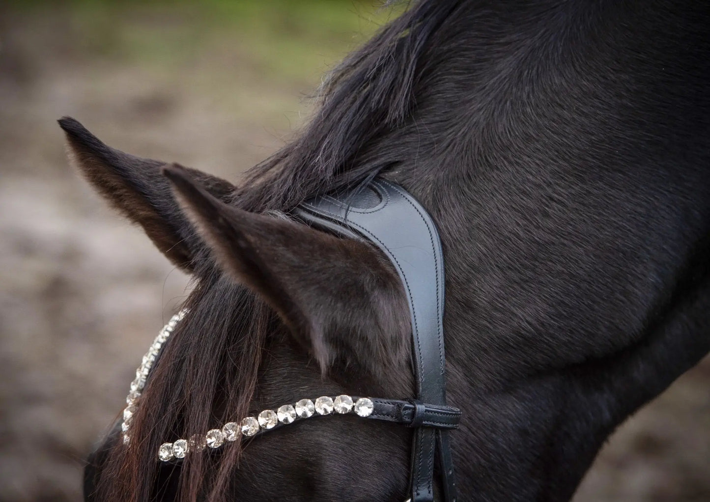 ✨Limited Edition✨ gebisslose Trense in Lack - Glossy Luxury HB Bridle- das gab es so noch nie ! - Gebisslose Trense