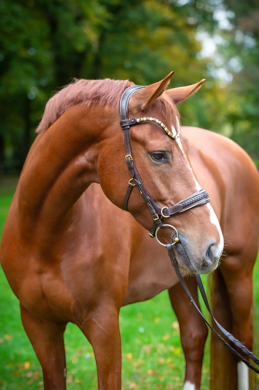 Midnight Supreme anatomische geflochtene Trense von CR Harmonyequestrian