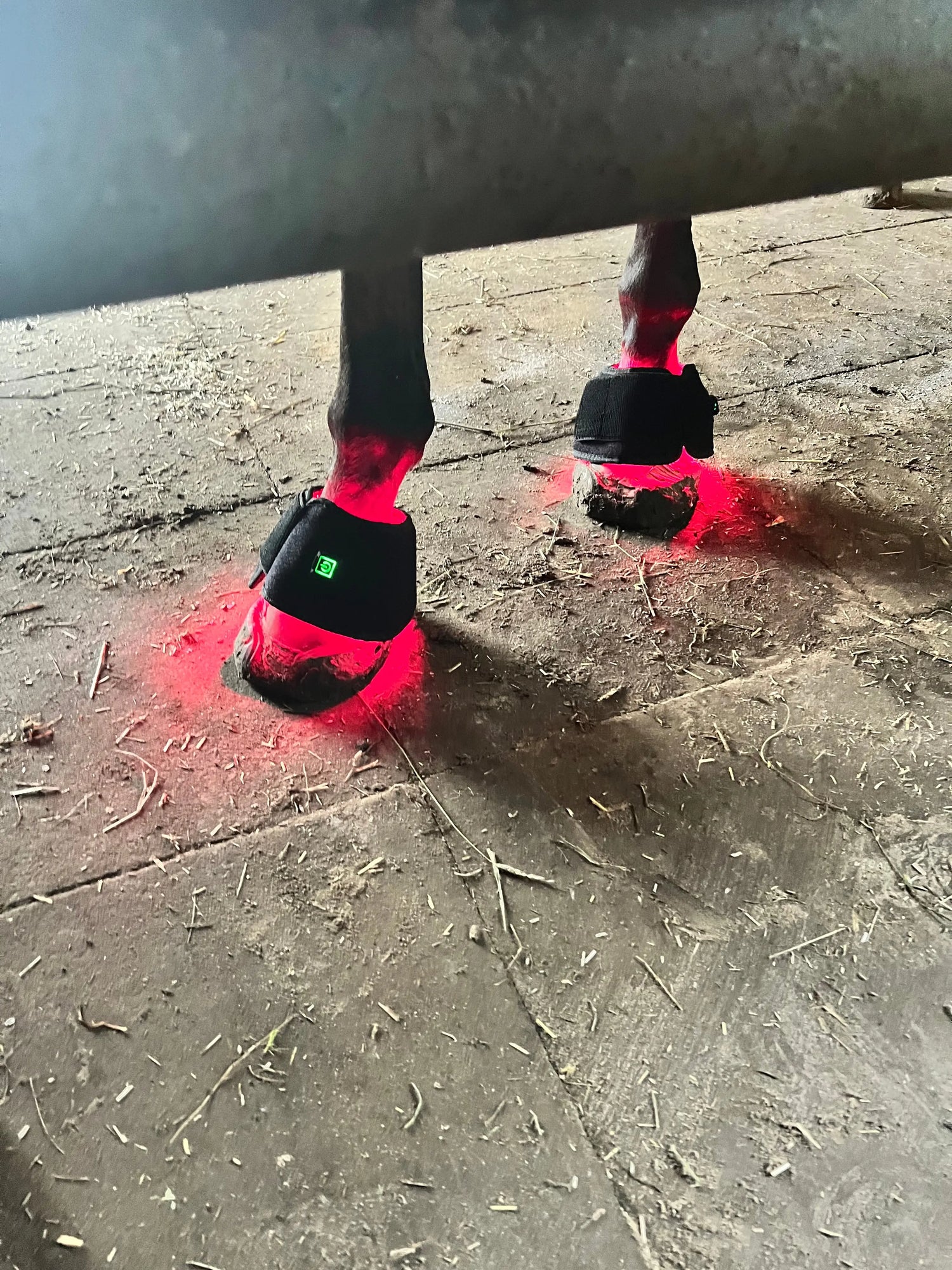 LED-Therapie-Effektive-Behandlung-und-Vorbeugung CR-Harmonyequestrian