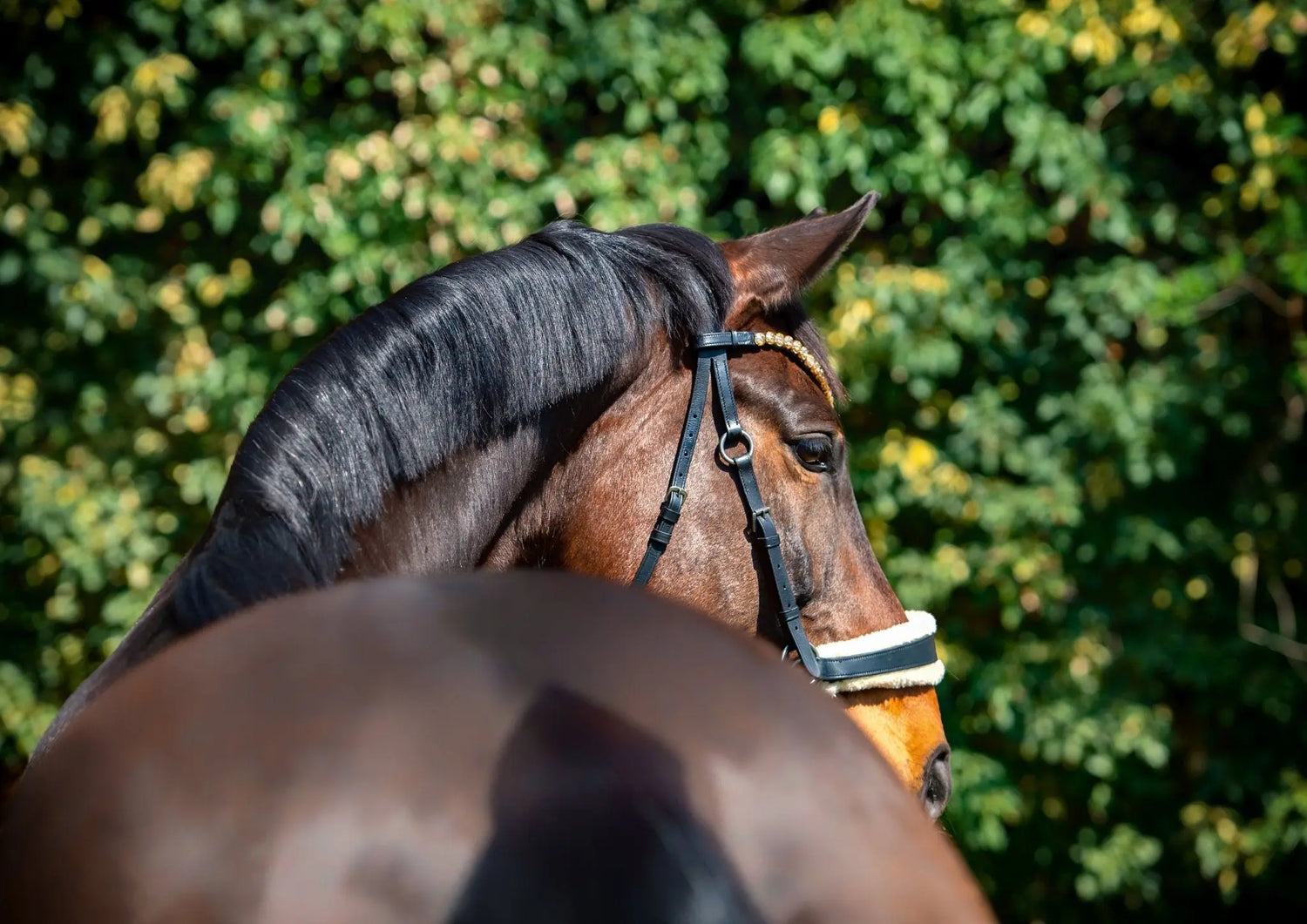 Gutscheine CR-Harmonyequestrian