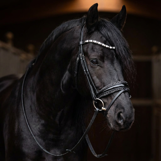 Black Star Ponytrense CR-Harmonyequestrian