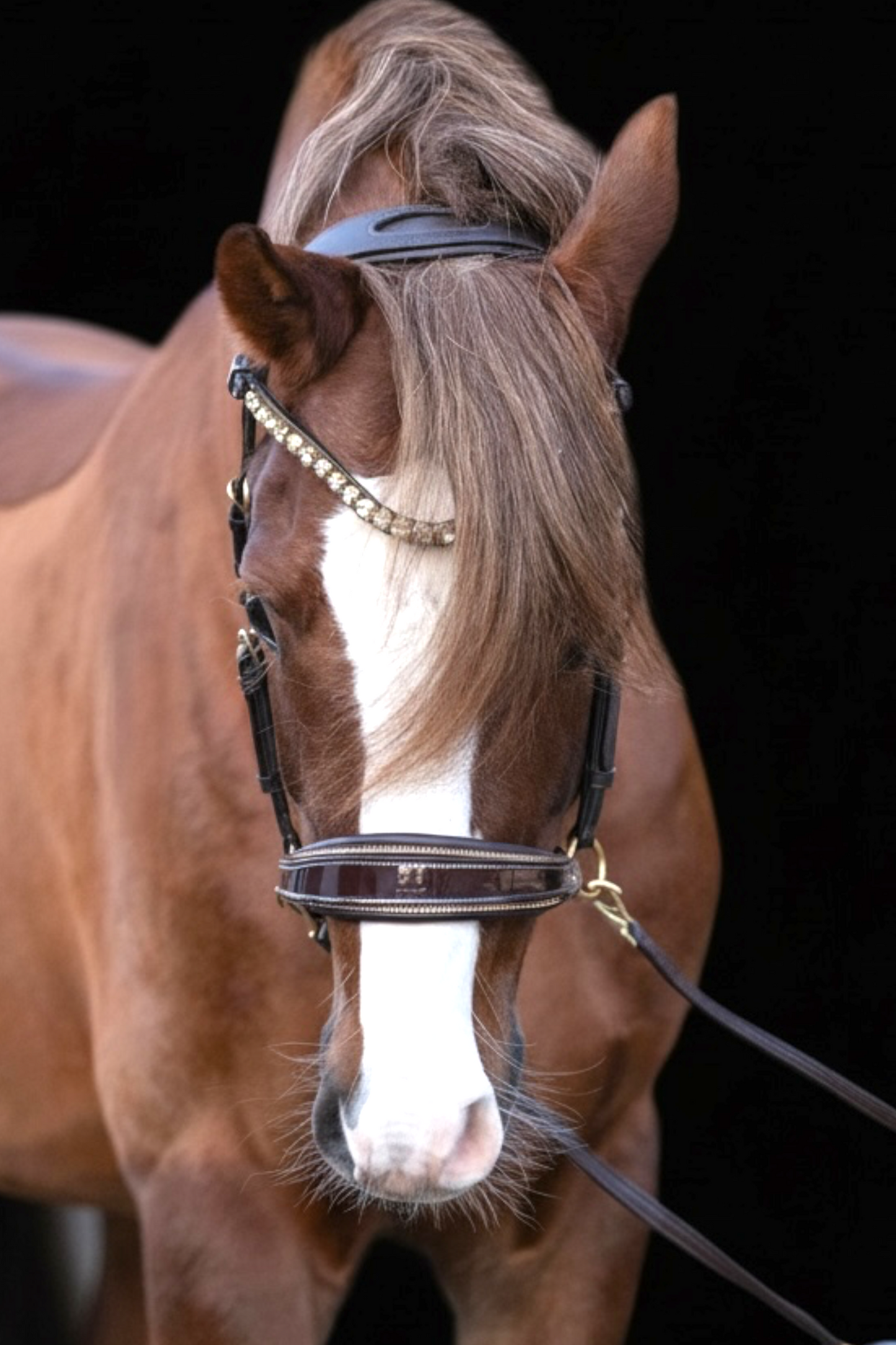 Gold Edition - Harmony Bridle - gebisslose Zäumung CR-Harmonyequestrian