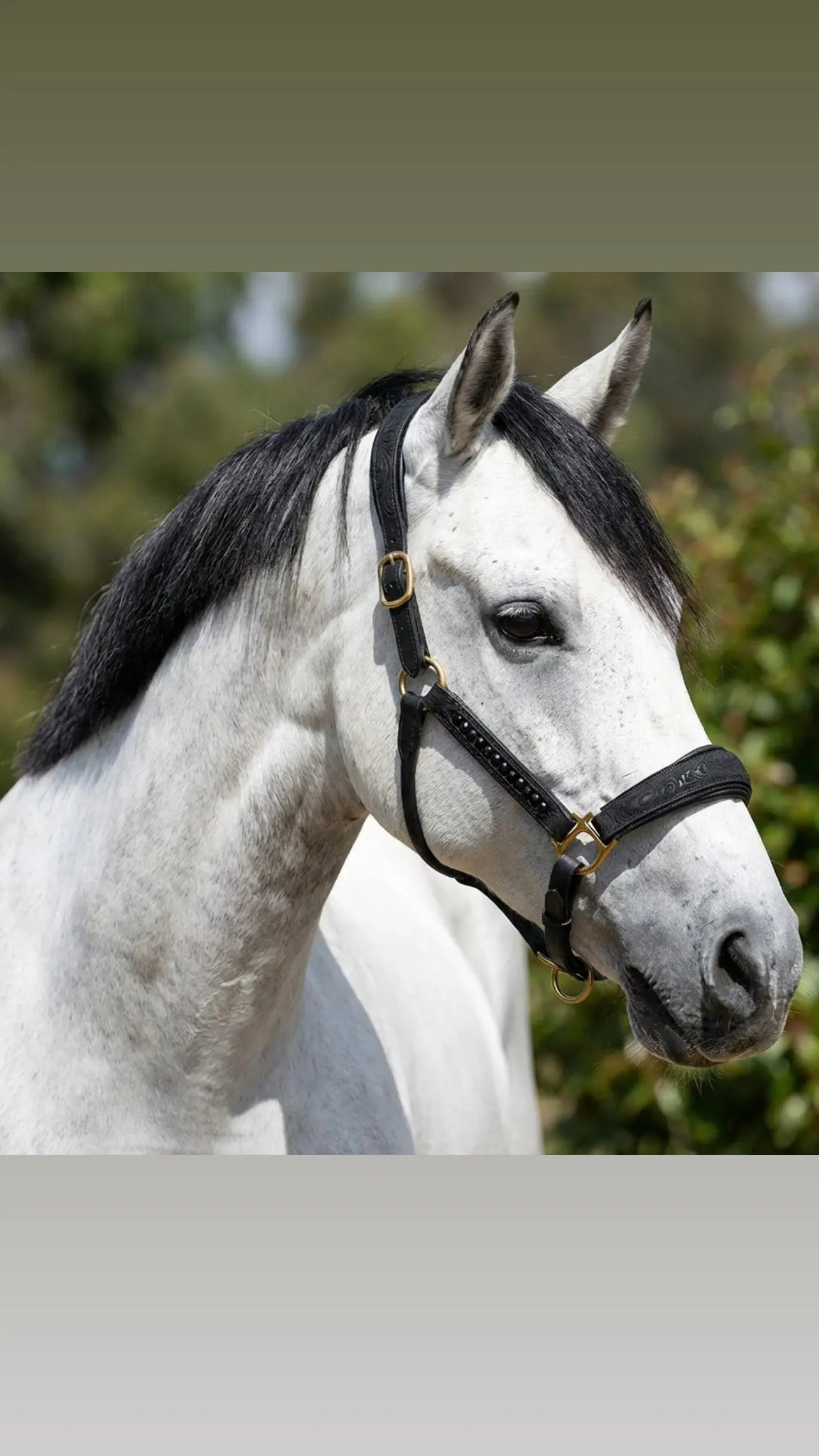 Halfter Velvet Night CR-Harmonyequestrian