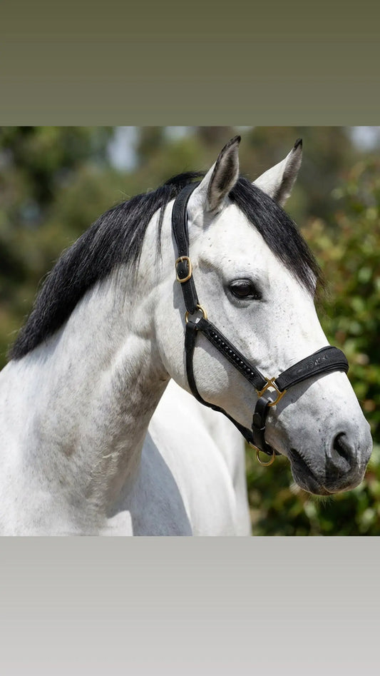 Halfter Velvet Night CR-Harmonyequestrian