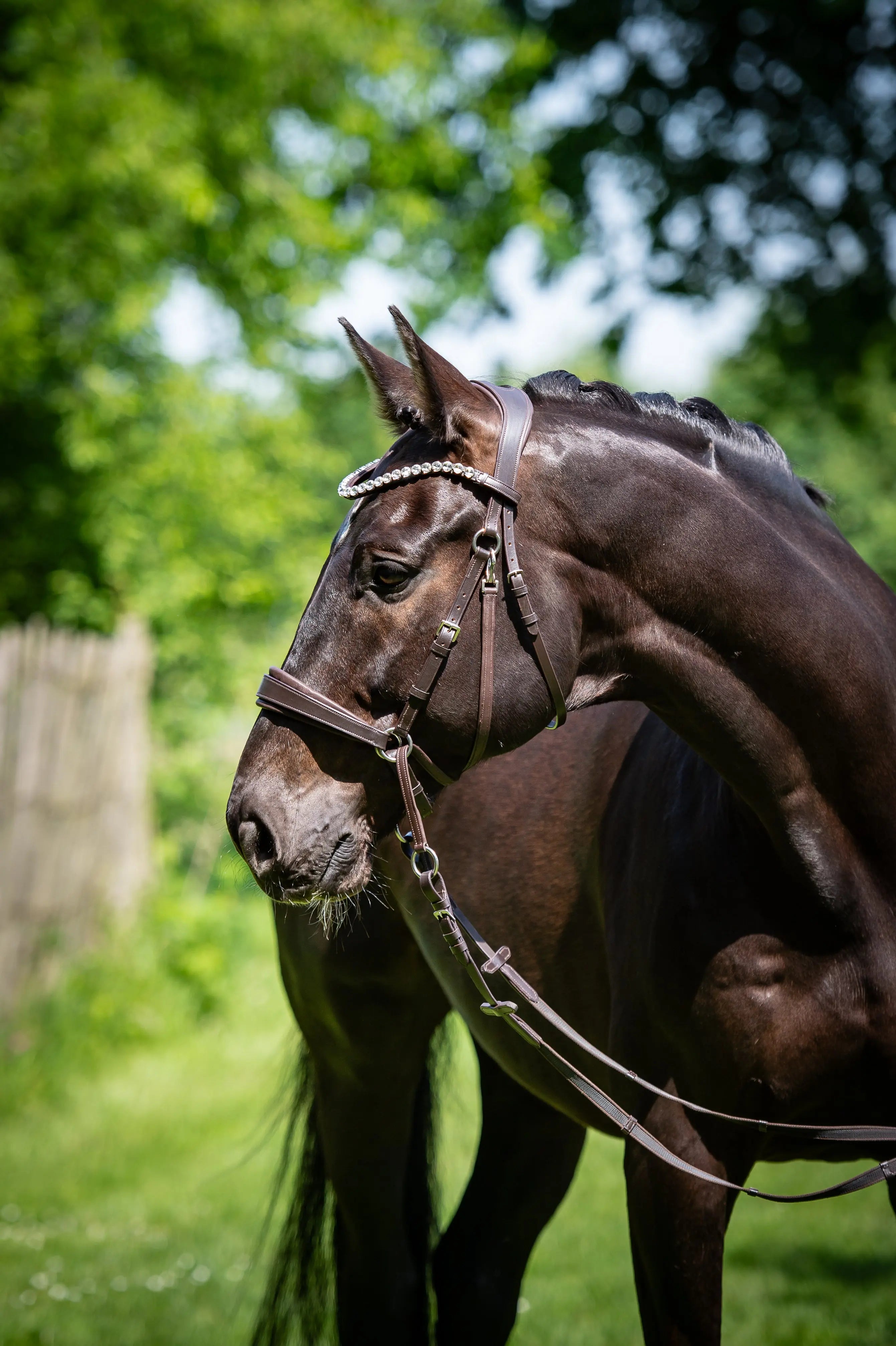 Harmony Bridle - anatomische gebisslose Trense mit Crystal Stirnband ( gebisslose Zäumung Sidepull oder Crossbridle - CR-Harmonyequestrian Dunkelbraun-KB