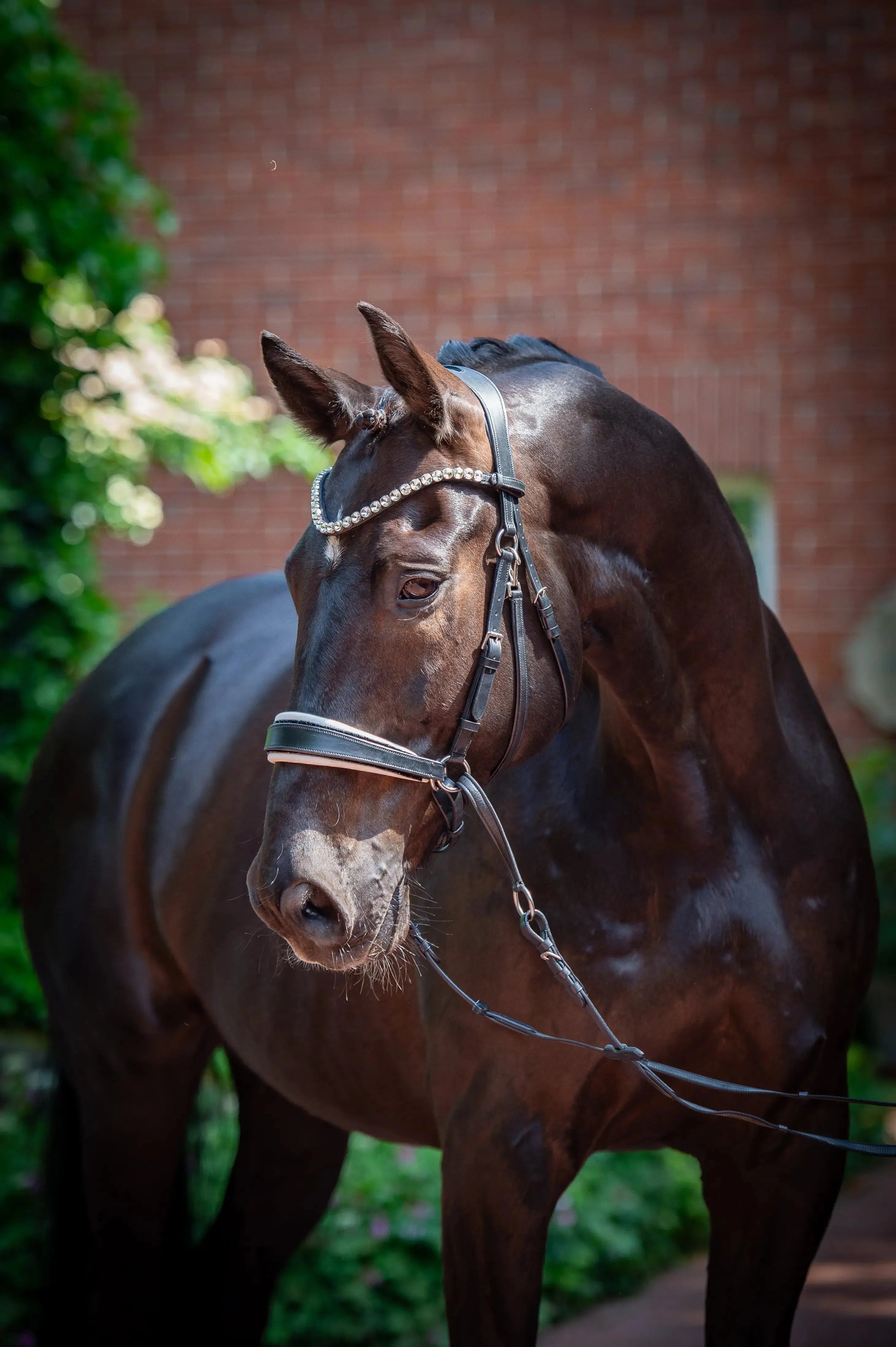Harmony Bridle - anatomische gebisslose Trense mit Crystal Stirnband ( gebisslose Zäumung Sidepull oder Crossbridle - CR-Harmonyequestrian 
