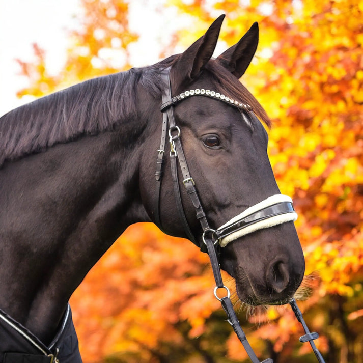 pferd zäumung harmonie gebisslos reiten