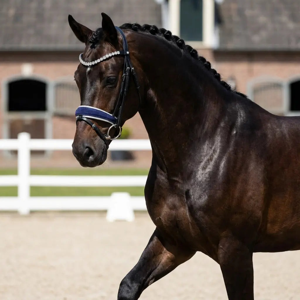 Blue Velvet Reithalfter CR-Harmonyequestrian