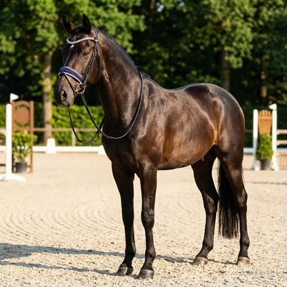 Blue Velvet Reithalfter CR-Harmonyequestrian