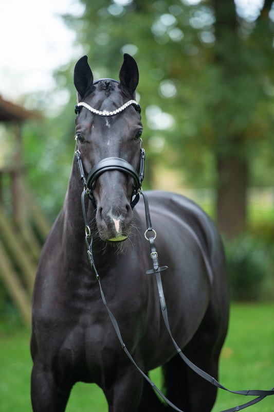 CR Harmonybridle - gebisslose 3 in 1 Zäumung CR-Harmonyequestrian