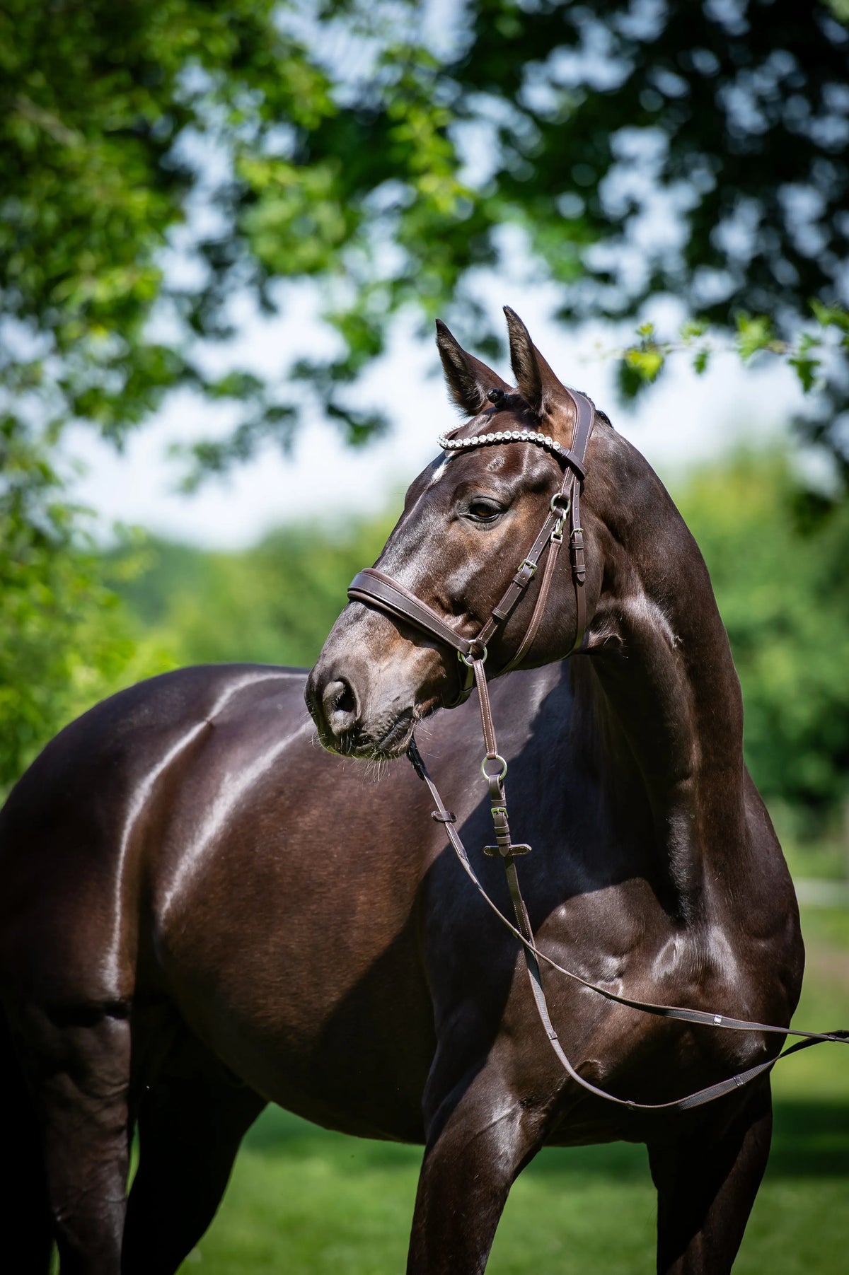 CR Harmonybridle en negro con correa de cristal para la frente, vista lateral