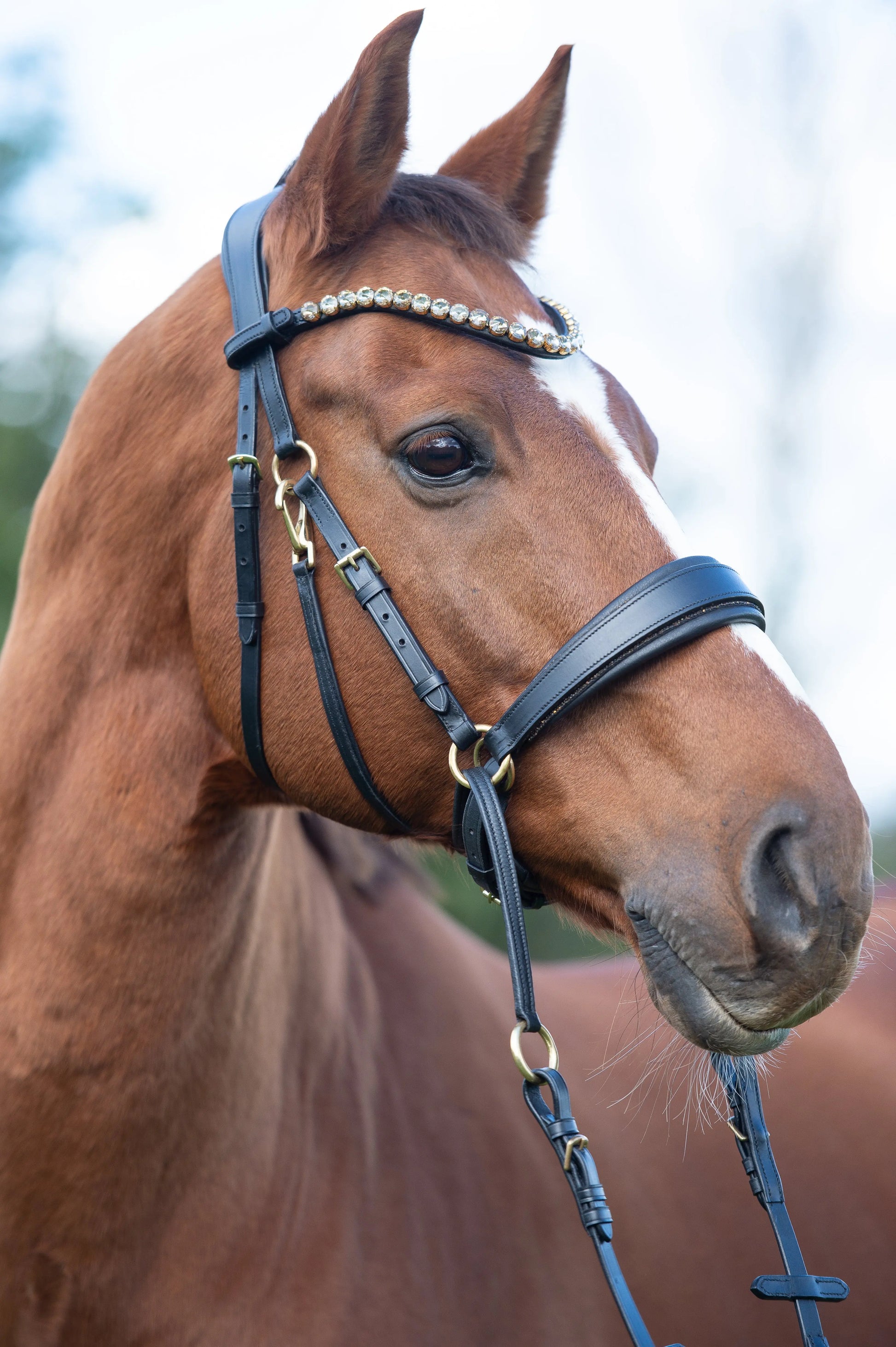 Gold Edition LACK - Harmony Bridle - gebisslose Zäumung CR-Harmonyequestrian