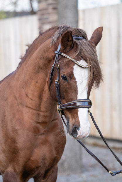 Gold Edition - Harmony Bridle - gebisslose Zäumung CR-Harmonyequestrian