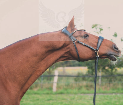 Gold Edition LACK - Harmony Bridle - gebisslose Zäumung CR-Harmonyequestrian