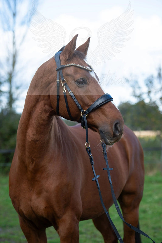 Gold Edition LACK - Harmony Bridle - gebisslose Zäumung CR-Harmonyequestrian