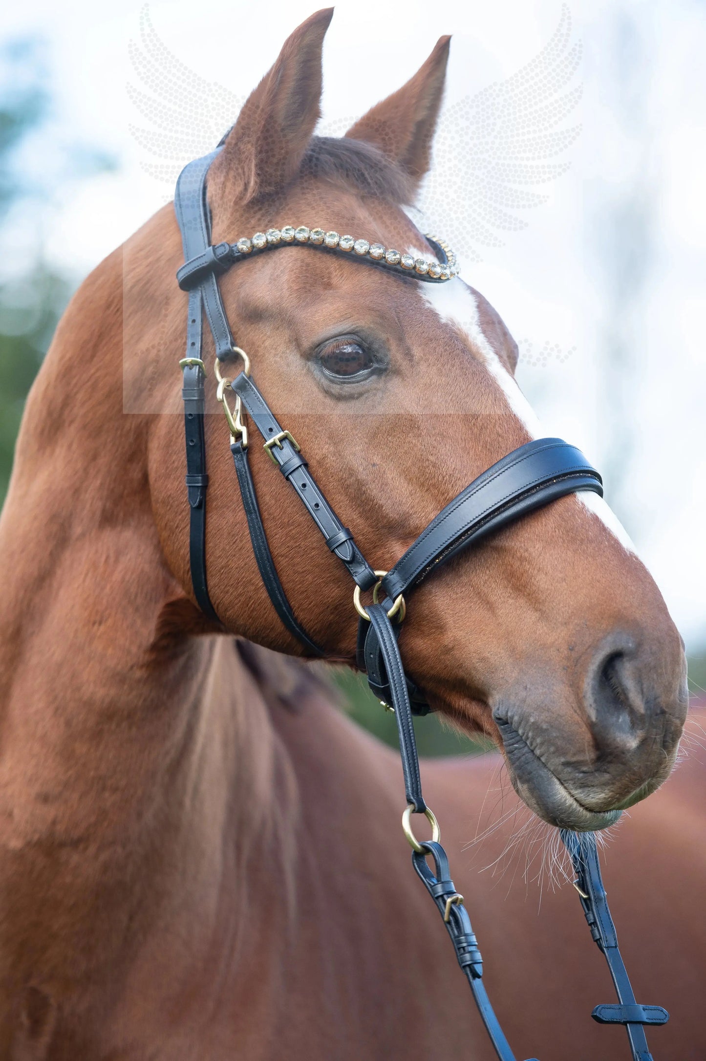 Gold Edition LACK - Harmony Bridle - gebisslose Zäumung CR-Harmonyequestrian