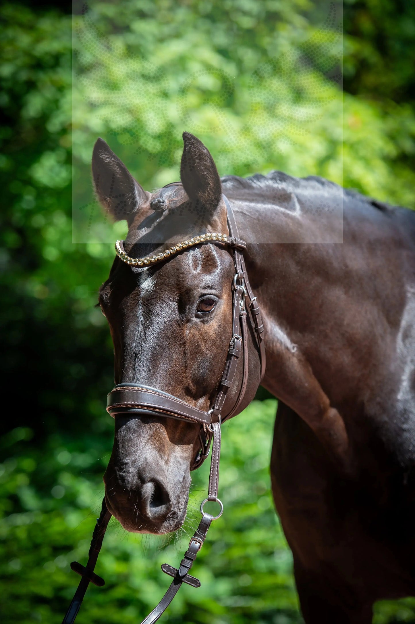 Gold Edition LACK - Harmony Bridle - gebisslose Zäumung CR-Harmonyequestrian