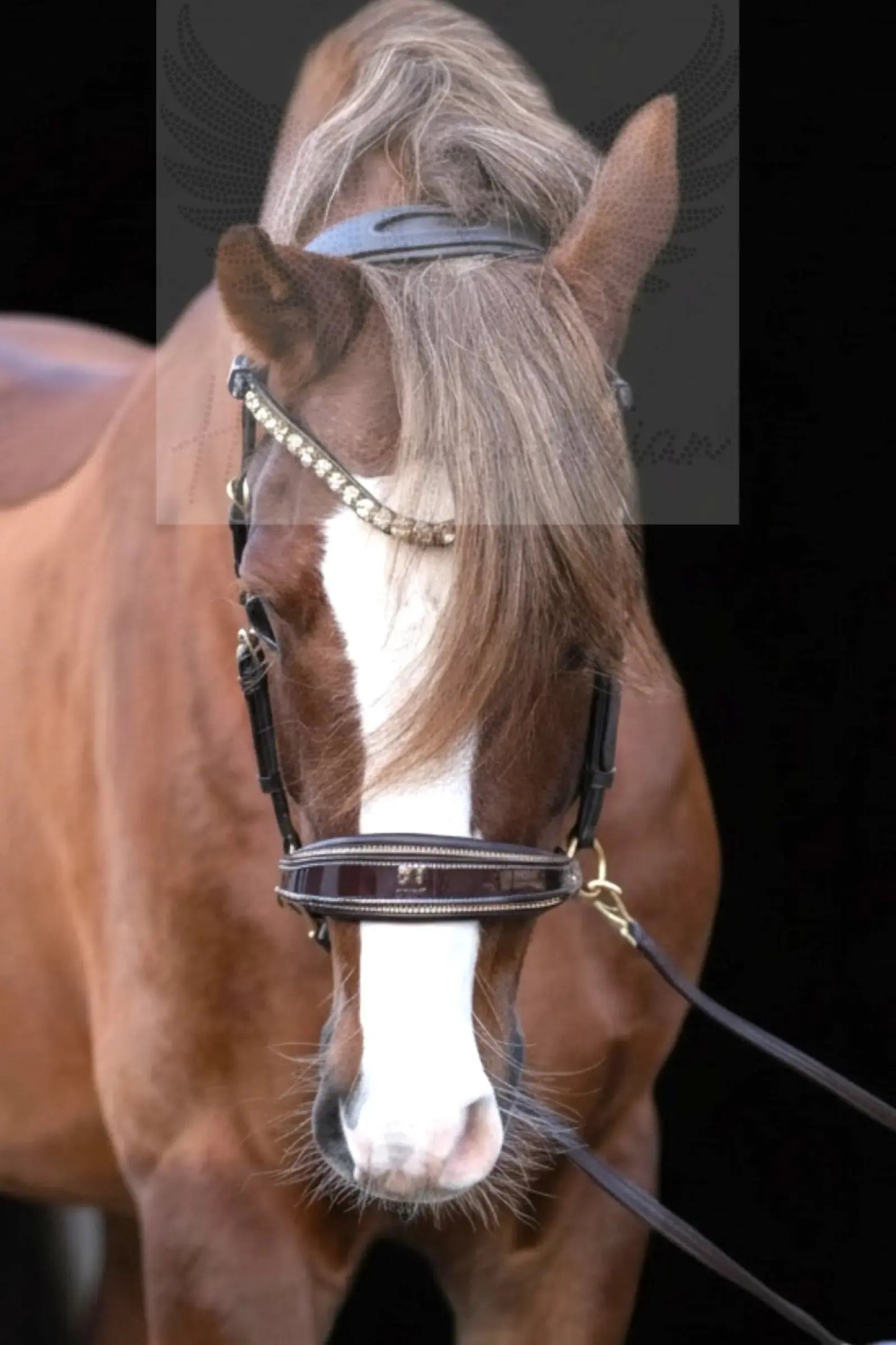 Gold Edition - Harmony Bridle - gebisslose Zäumung CR-Harmonyequestrian