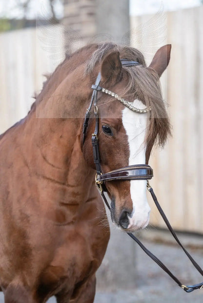 Gold Edition - Harmony Bridle - gebisslose Zäumung CR-Harmonyequestrian