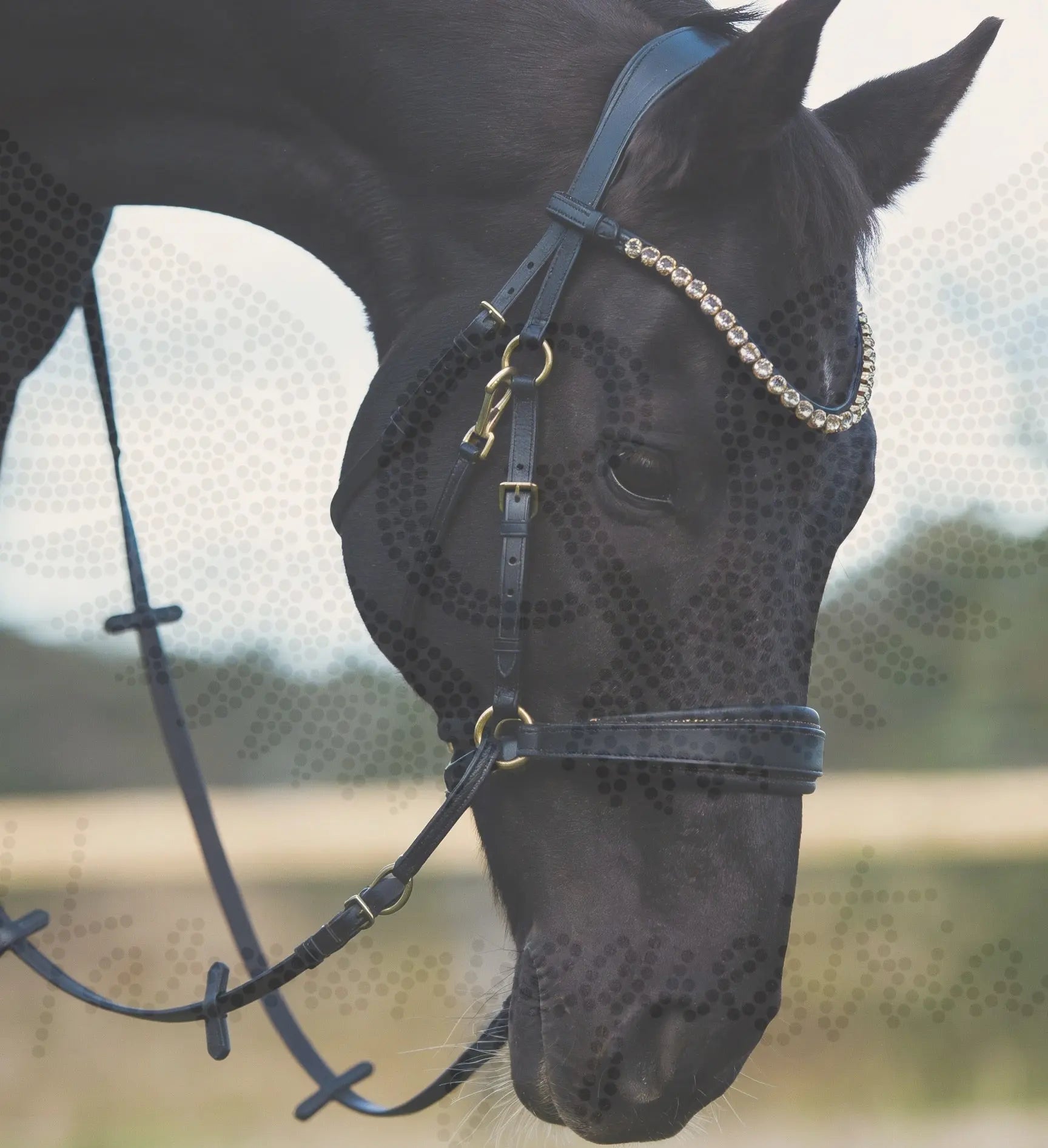 Gold Edition - Harmony Bridle - gebisslose Zäumung CR-Harmonyequestrian 