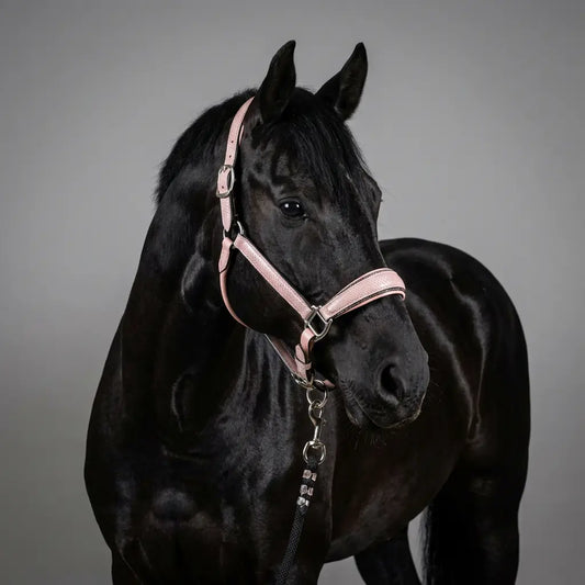 Halfter Baby Lizard CR-Harmonyequestrian