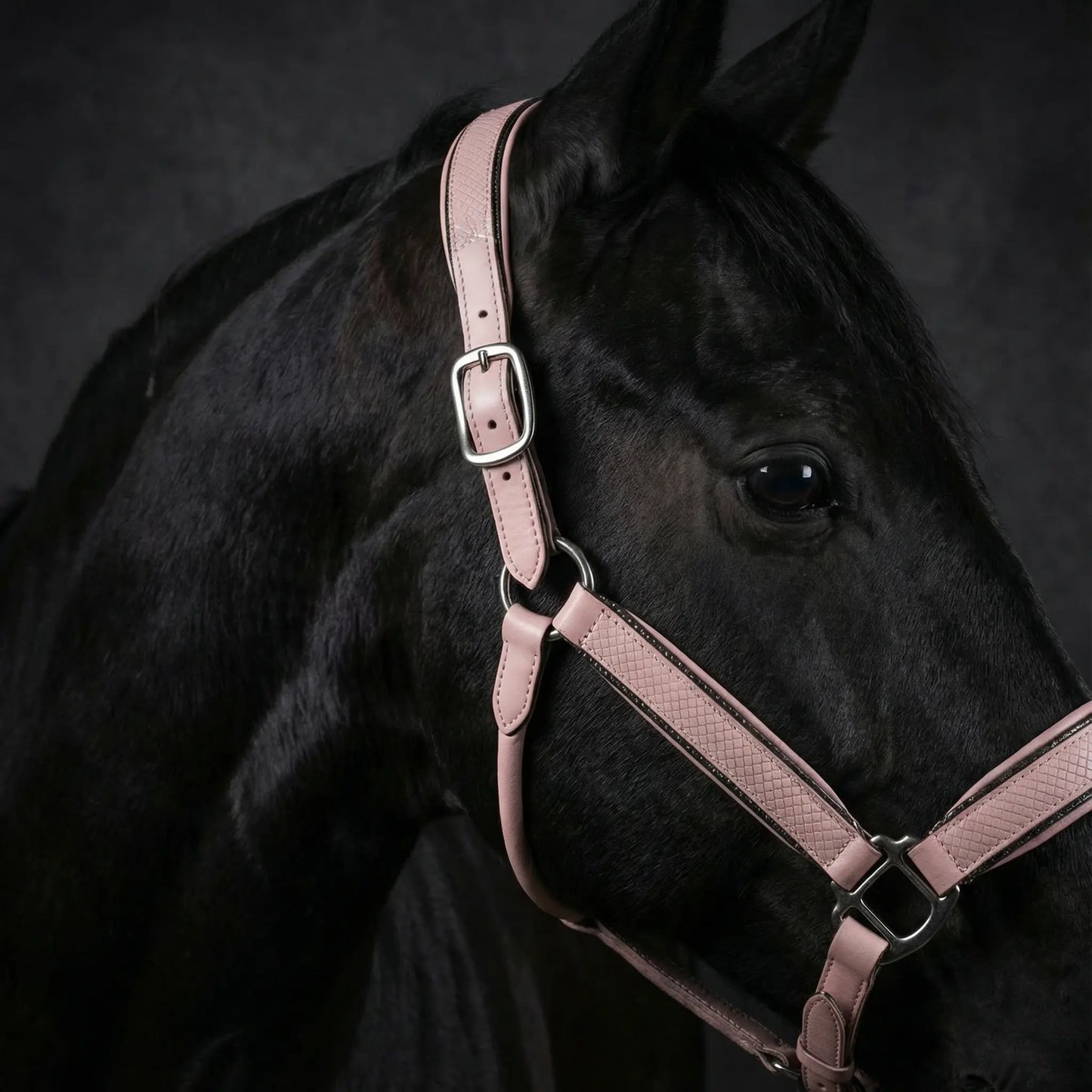 Halfter Baby Lizard CR-Harmonyequestrian