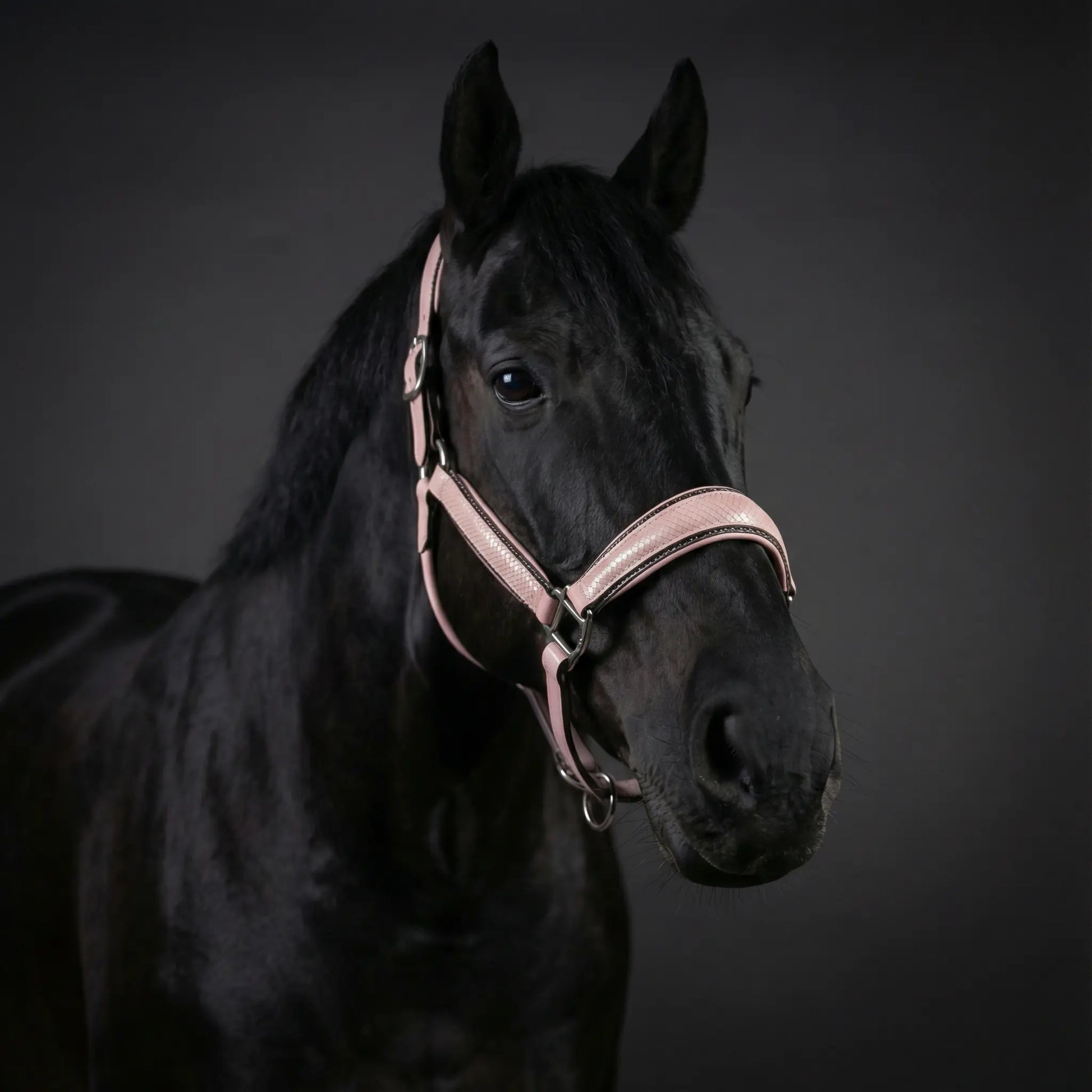 Halfter Baby Lizard CR-Harmonyequestrian