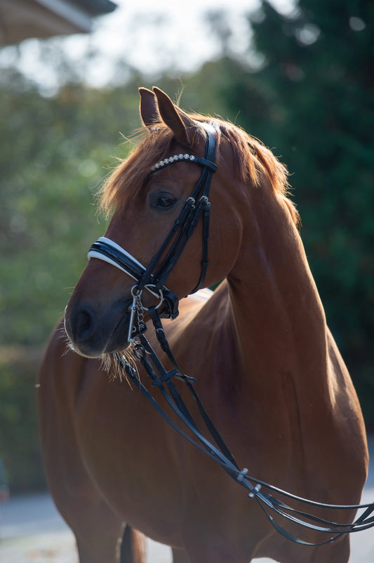 Kandare Sparkle glitzernder Lack, weiß oder schwarz unterlegt CR-Harmonyequestrian