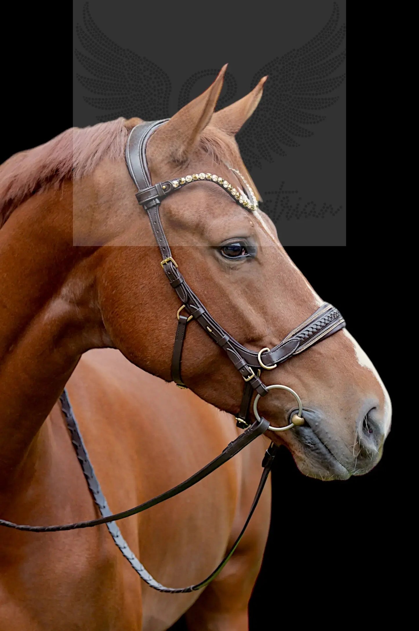 Midnight Supreme - CR-Harmonyequestrian Geflochtene Trense 240.00 Wb-Braun-Gold