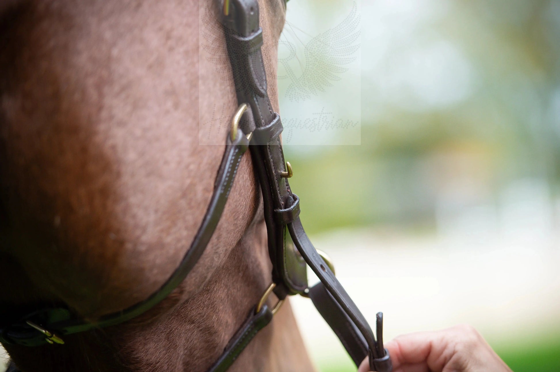 Midnight Supreme - CR-Harmonyequestrian Geflochtene Trense 240.00 