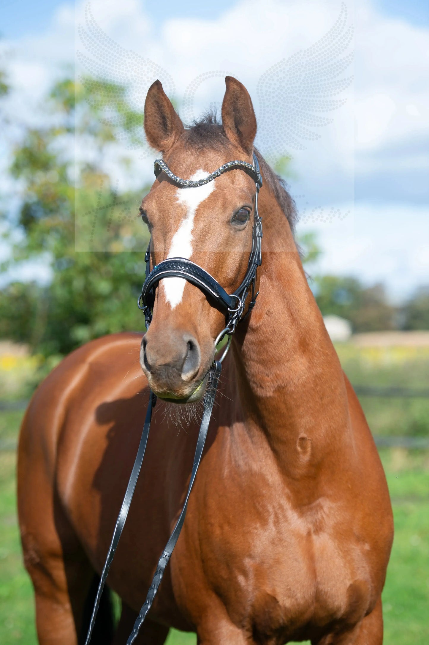Midnight Supreme - CR-Harmonyequestrian Geflochtene Trense 240.00 Vb-Schwarz-Silber