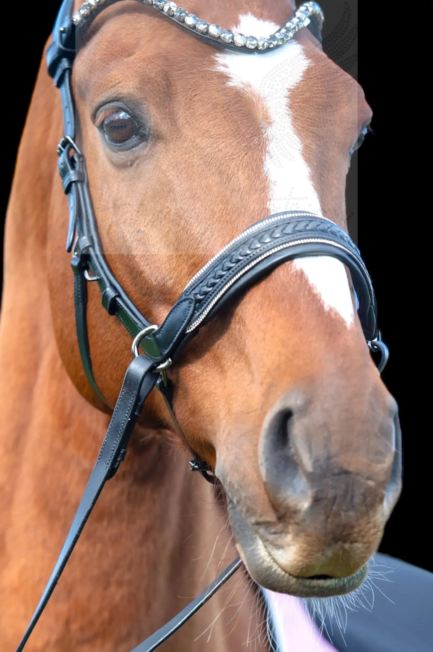 Midnight Supreme - CR-Harmonyequestrian Geflochtene Trense 240.00 