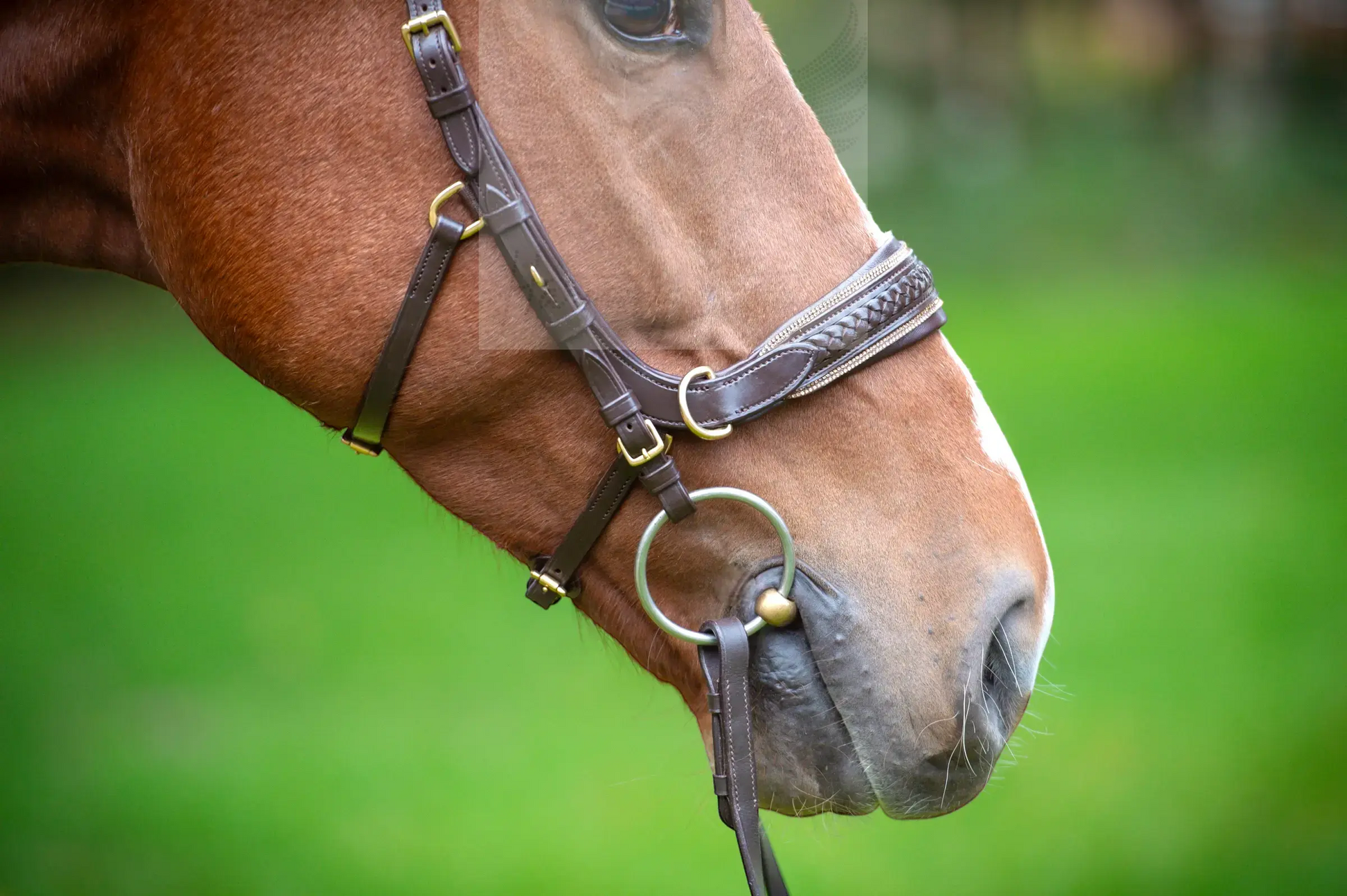 Midnight Supreme - CR-Harmonyequestrian Geflochtene Trense 240.00 