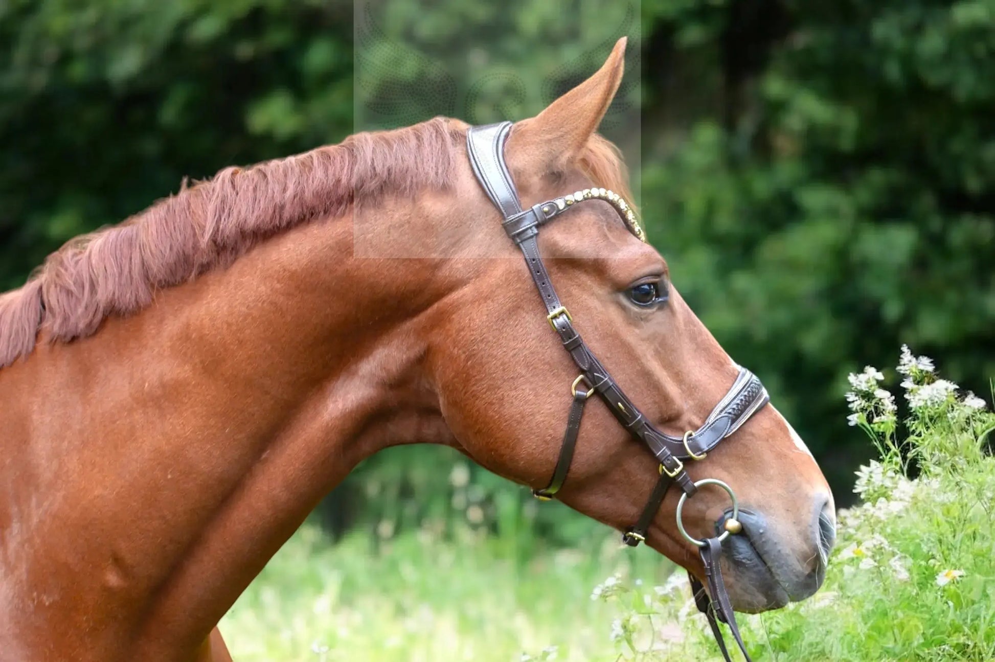Midnight Supreme - CR-Harmonyequestrian Geflochtene Trense 240.00 