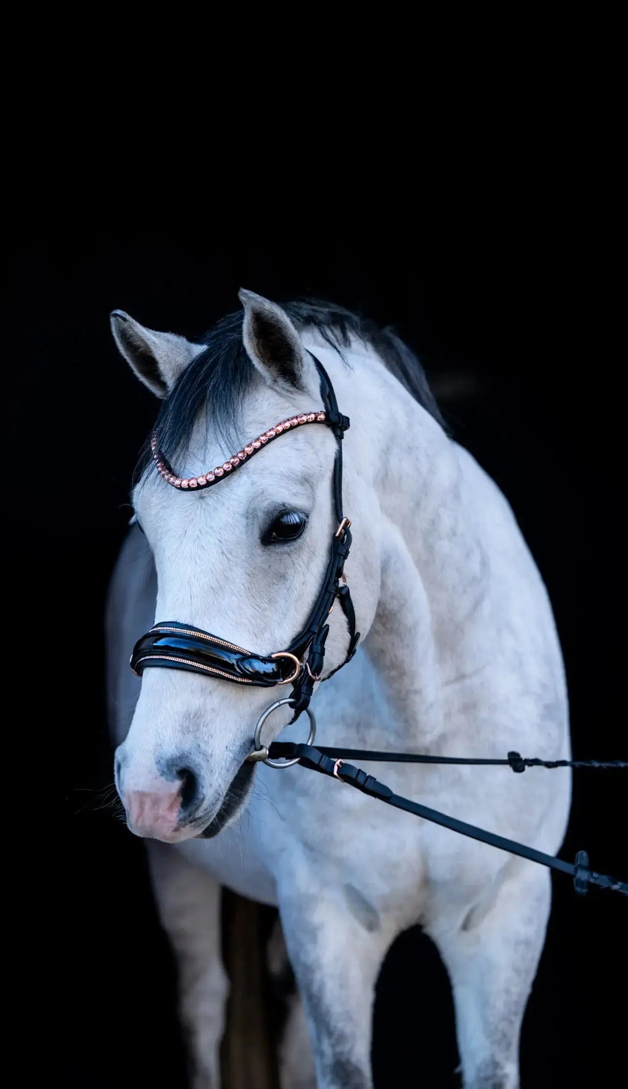 Midnight Supreme Multibridle Kollektion