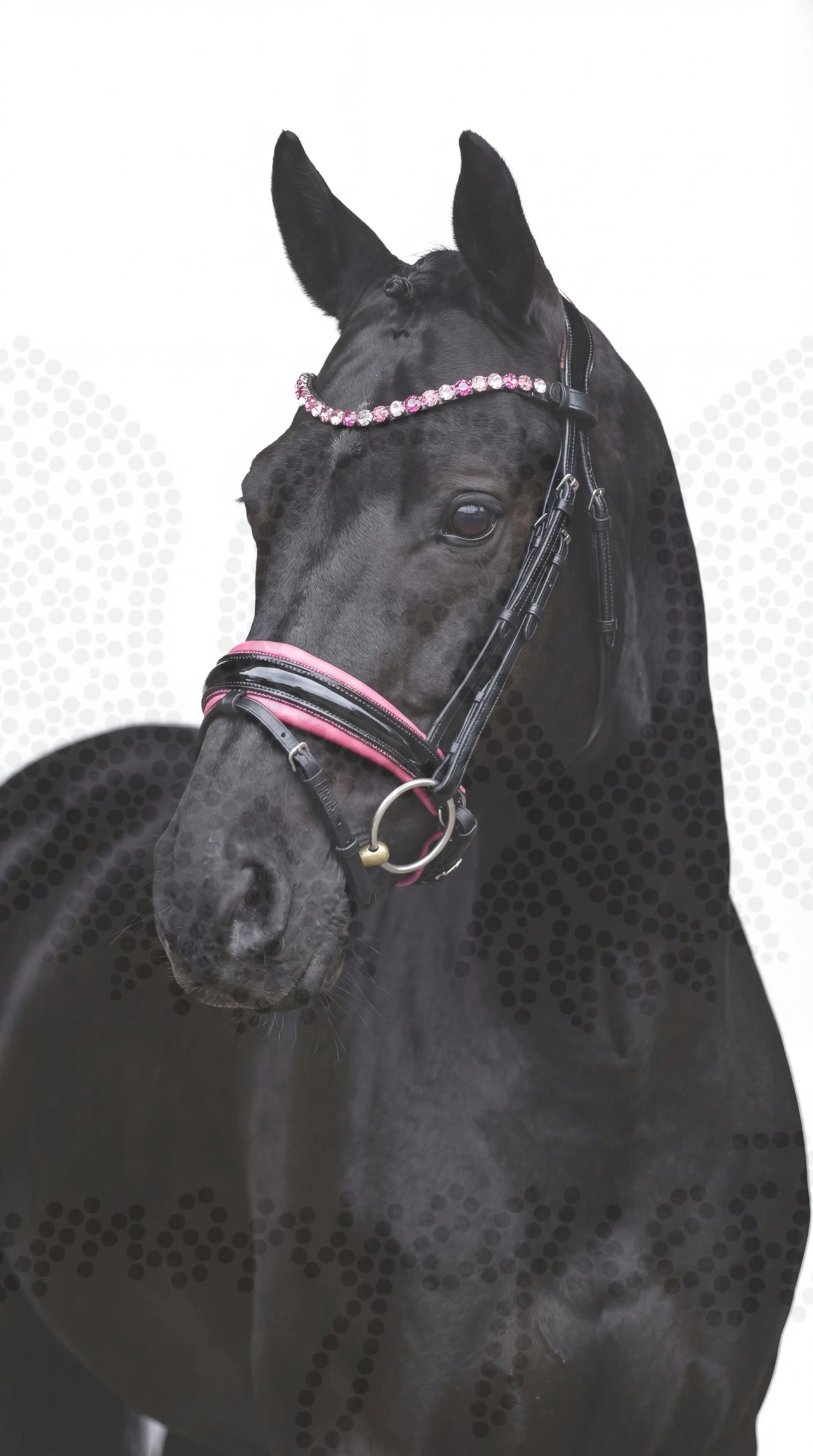 Pink Star Trense ist zurück - anatomische Trense für Pferde - Ansicht 1