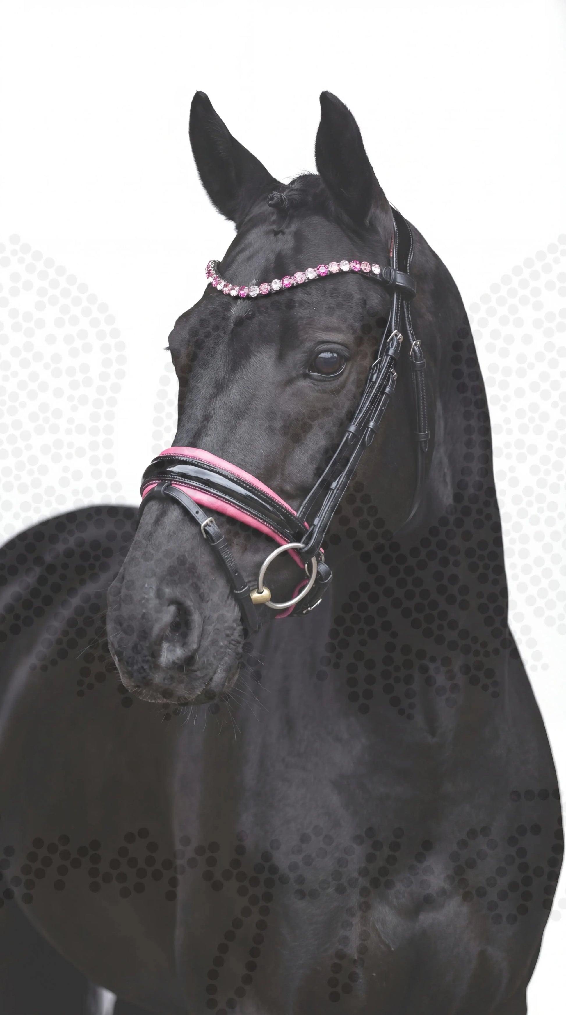 Pink Star Trense ist zurück CR-Harmonyequestrian 