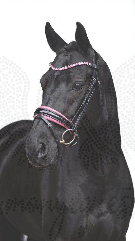 Pink Star Trense ist zurück CR-Harmonyequestrian 