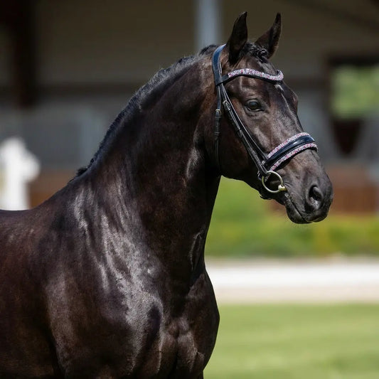 Trense Cosmic Spark CR-Harmonyequestrian