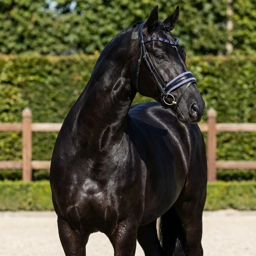 Trense Violett Lizard Pony - XXL CR-Harmonyequestrian