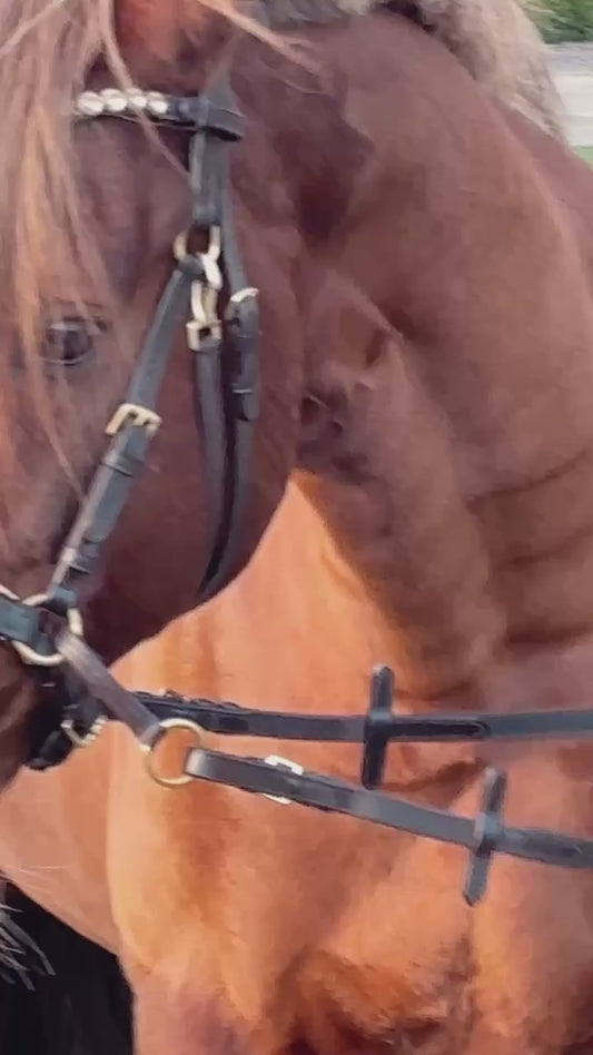 Gold Edition - Harmony Bridle - Discussie